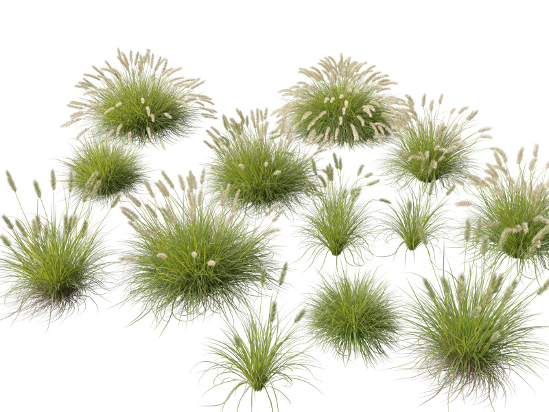 HighpolyLow Poly Pennisetum Alopecuroides Pennstripe Swamp Foxtail Grass 01 3D Model .c4d .max .obj .3ds .fbx .stl .blend