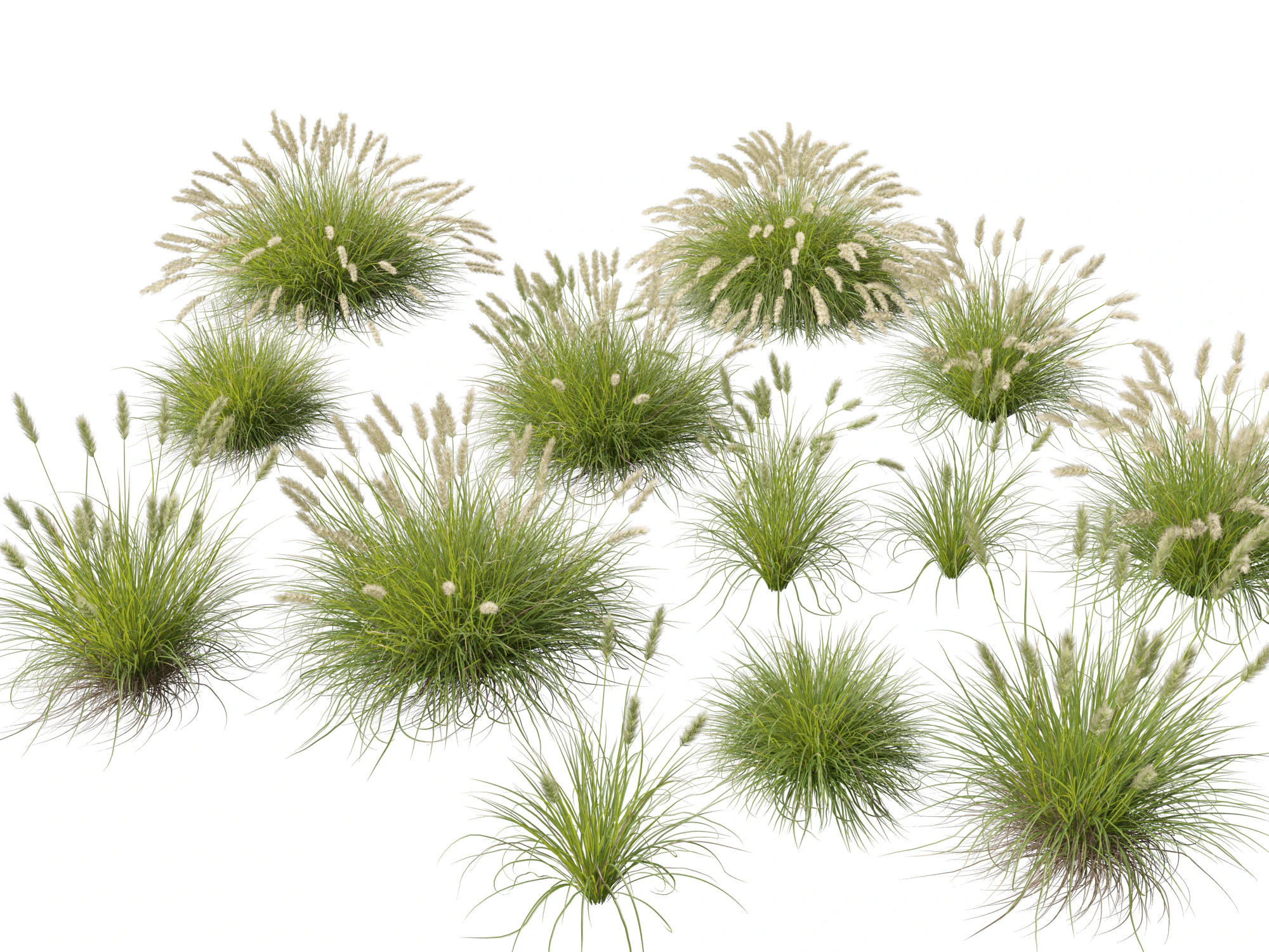 HighpolyLow Poly Pennisetum Alopecuroides Pennstripe Swamp Foxtail Grass 01 3D Model .c4d .max .obj .3ds .fbx .stl .blend 
