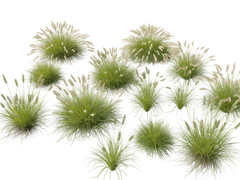 HighpolyLow Poly Pennisetum Alopecuroides Pennstripe Swamp Foxtail Grass 01 3D 모델