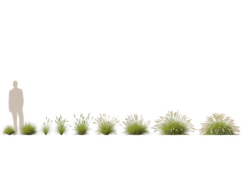 HighpolyLow Poly Pennisetum Alopecuroides Pennstripe Swamp Foxtail Grass 01 3D Model