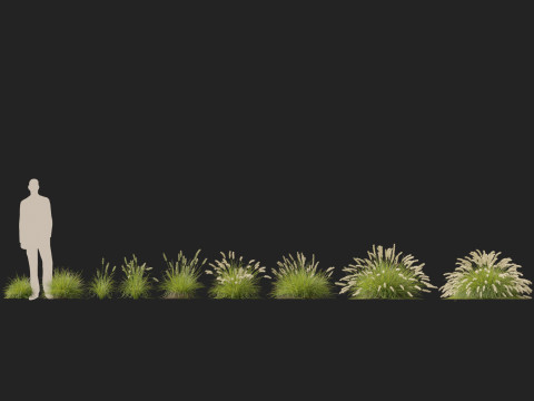 HighpolyLow Poly Pennisetum Alopecuroides Pennstripe Swamp Foxtail Grass 01 3D Model