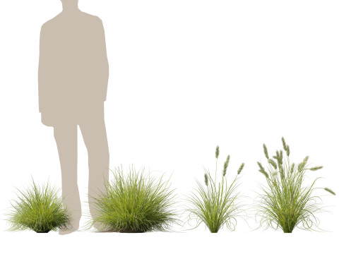 HighpolyLow Poly Pennisetum Alopecuroides Pennstripe Swamp Foxtail Grass 01 3D Model