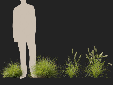 HighpolyLow Poly Pennisetum Alopecuroides Pennstripe Swamp Foxtail Grass 01 3D Model