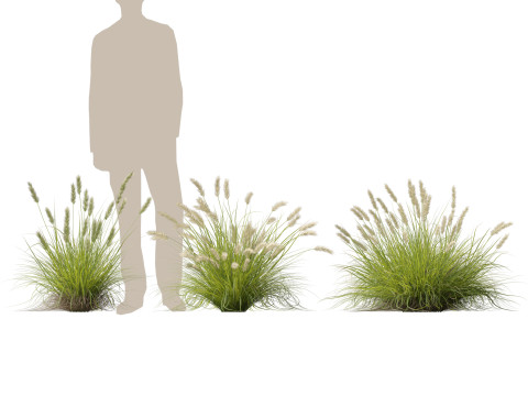 HighpolyLow Poly Pennisetum Alopecuroides Pennstripe Swamp Foxtail Grass 01 3D Model