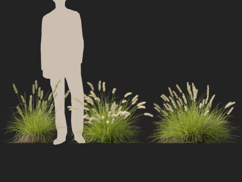 HighpolyLow Poly Pennisetum Alopecuroides Pennstripe Swamp Foxtail Grass 01 3D Model