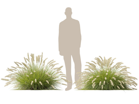HighpolyLow Poly Pennisetum Alopecuroides Pennstripe Swamp Foxtail Grass 01 3D Model
