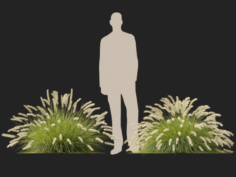 HighpolyLow Poly Pennisetum Alopecuroides Pennstripe Swamp Foxtail Grass 01 3D Model