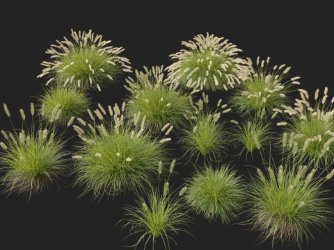 HighpolyLow Poly Pennisetum Alopecuroides Pennstripe Swamp Foxtail Grass 01 3D Model