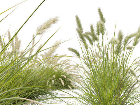 HighpolyLow Poly Pennisetum Alopecuroides Pennstripe Swamp Foxtail Grass 01 3D Model
