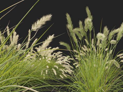 HighpolyLow Poly Pennisetum Alopecuroides Pennstripe Swamp Foxtail Grass 01 3D Model