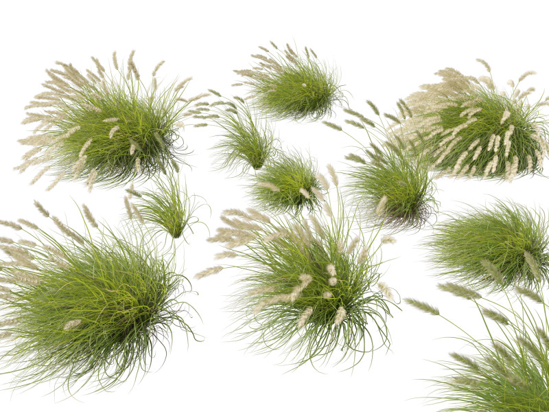 HighpolyLow Poly Pennisetum Alopecuroides Pennstripe Swamp Foxtail Grass 02 3D Model .c4d .max .obj .3ds .fbx .stl .blend