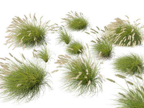 HighpolyLow Poly Pennisetum Alopecuroides Pennstripe Swamp Foxtail Grass 02 3D Model