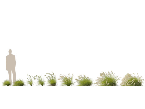 HighpolyLow Poly Pennisetum Alopecuroides Pennstripe Swamp Foxtail Grass 02 3D Model