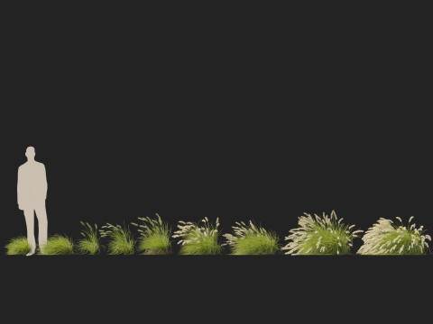 HighpolyLow Poly Pennisetum Alopecuroides Pennstripe Swamp Foxtail Grass 02 3D Model