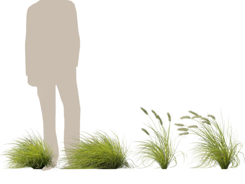 HighpolyLow Poly Pennisetum Alopecuroides Pennstripe Swamp Foxtail Grass 02 3D Model