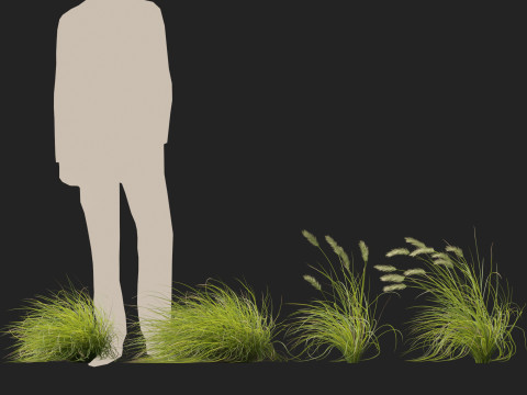 HighpolyLow Poly Pennisetum Alopecuroides Pennstripe Swamp Foxtail Grass 02 3D Model