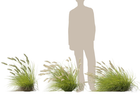 HighpolyLow Poly Pennisetum Alopecuroides Pennstripe Swamp Foxtail Grass 02 3D Model