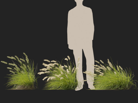 HighpolyLow Poly Pennisetum Alopecuroides Pennstripe Swamp Foxtail Grass 02 3D Model