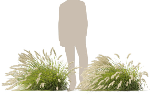 HighpolyLow Poly Pennisetum Alopecuroides Pennstripe Swamp Foxtail Grass 02 3D Model