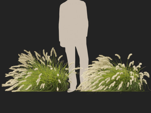HighpolyLow Poly Pennisetum Alopecuroides Pennstripe Swamp Foxtail Grass 02 3D Model