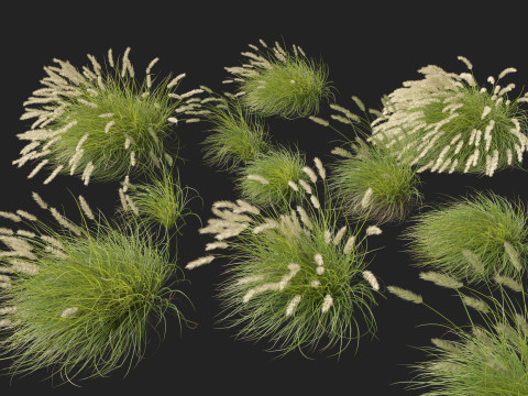 HighpolyLow Poly Pennisetum Alopecuroides Pennstripe Swamp Foxtail Grass 02 3D Model