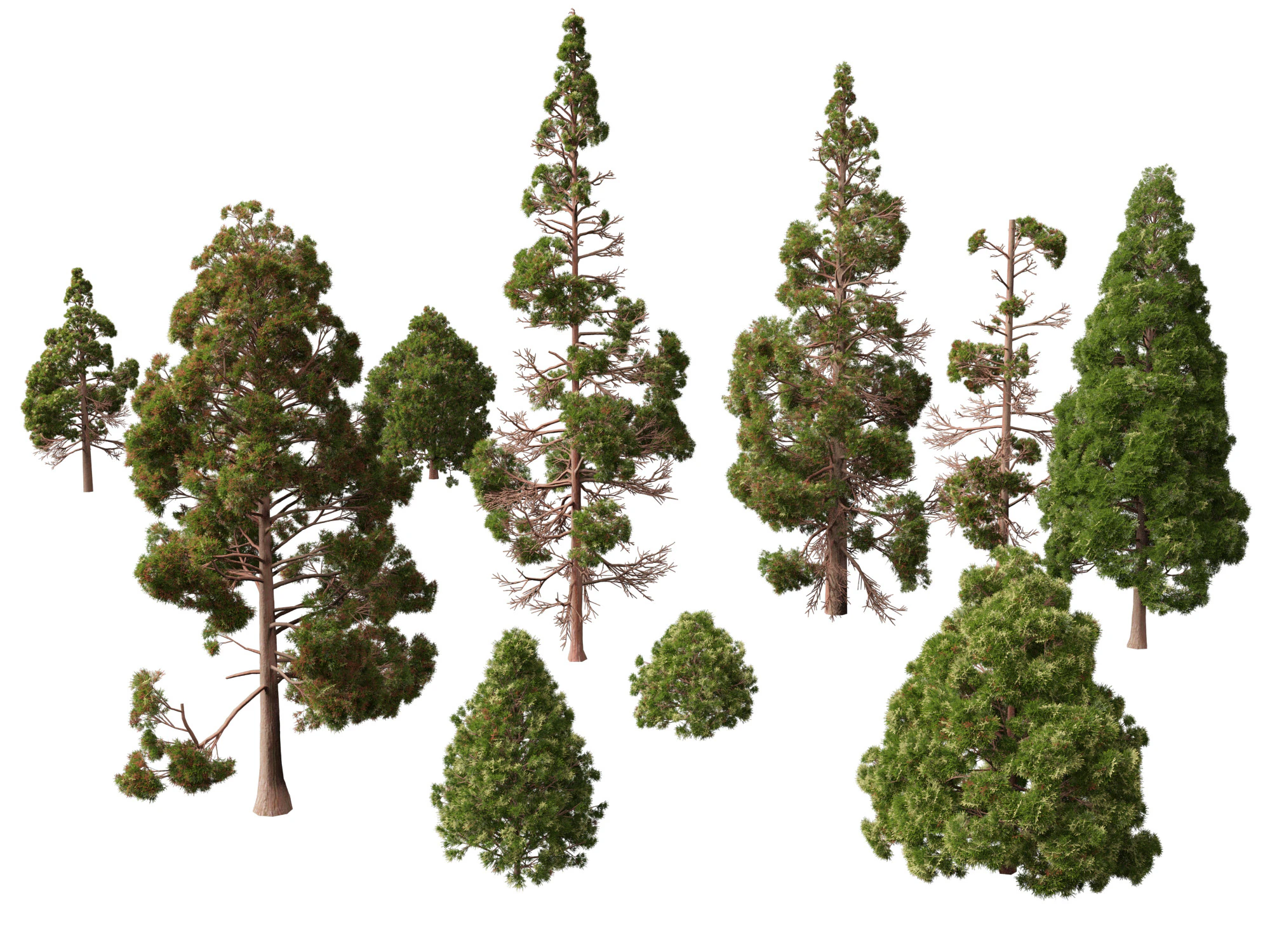 Lowpoly Cryptomeria japonica cedro giapponese 02 Modello 3D .c4d .max .obj .3ds .fbx .stl .blend 