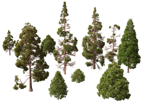 Lowpoly Cryptomeria japonica Japanese cedar 02 3Dモデル