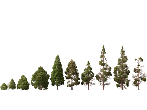 Lowpoly Cryptomeria japonica cedro giapponese 02 Modello 3D
