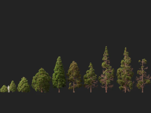 Lowpoly Cryptomeria japonica cedro giapponese 02 Modello 3D