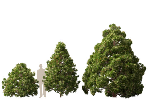 Lowpoly Cryptomeria japonica Japanese cedar 02 3D Модель