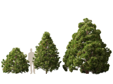 Lowpoly Cryptomeria japonica cedro giapponese 02 Modello 3D