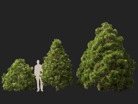 Lowpoly Cryptomeria japonica cedro giapponese 02 Modello 3D