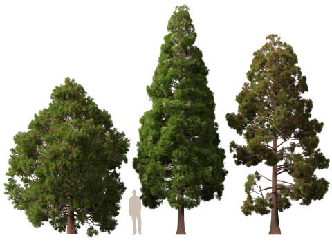 Lowpoly Cryptomeria japonica Japanese cedar 02 3D Модель