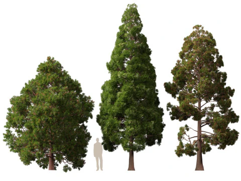 Lowpoly Cryptomeria japonica cedro giapponese 02 Modello 3D