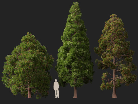 Lowpoly Cryptomeria japonica Japanese cedar 02 3D Модель