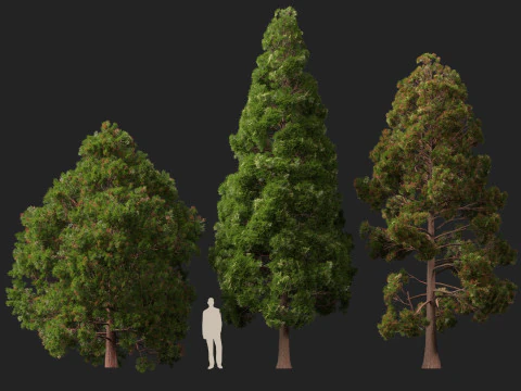 Lowpoly Cryptomeria japonica cedro giapponese 02 Modello 3D