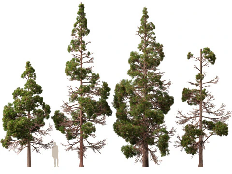 Lowpoly Cryptomeria japonica cedro giapponese 02 Modello 3D