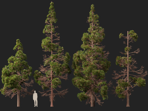 Lowpoly Cryptomeria japonica Japanese cedar 02 3D Модель