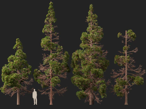 Lowpoly Cryptomeria japonica cedro giapponese 02 Modello 3D
