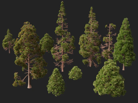 Lowpoly Cryptomeria japonica cedro giapponese 02 Modello 3D