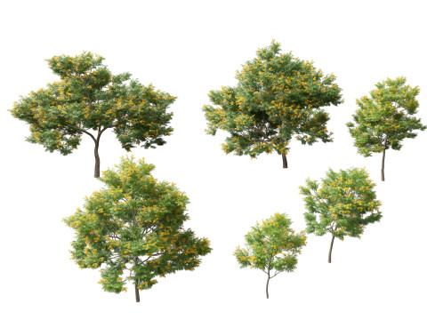 Bulnesia arborea - verawood Modelo 3D