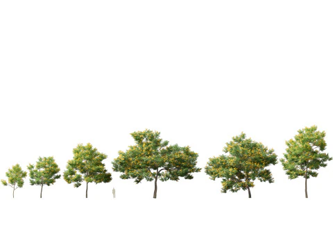 HighpolyLow Poly Bulnesia arborea - verawood 3D Model