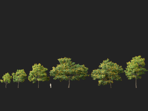 HighpolyLow Poly Bulnesia arborea - verawood Modelo 3D