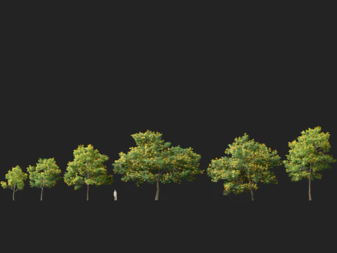 HighpolyLow Poly Bulnesia arborea - verawood 3D Model