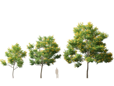 HighpolyLow Poly Bulnesia arborea - verawood 3D Model