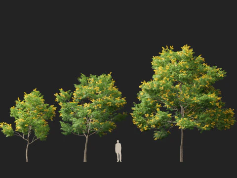 HighpolyLow Poly Bulnesia arborea - verawood 3D Model
