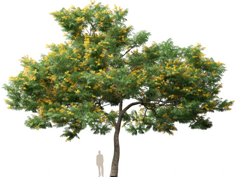 HighpolyLow Poly Bulnesia arborea - verawood 3D Model