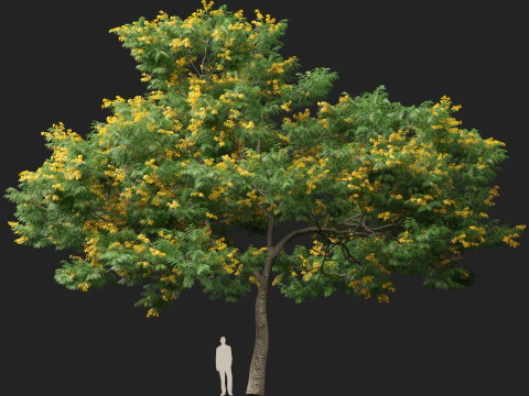 HighpolyLow Poly Bulnesia arborea - verawood 3D Model