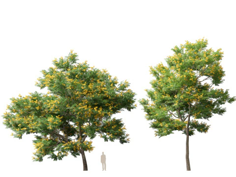 HighpolyLow Poly Bulnesia arborea - verawood 3D Model