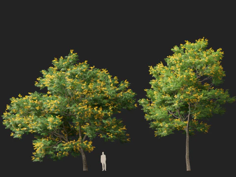 HighpolyLow Poly Bulnesia arborea - verawood 3D Model
